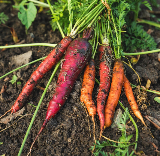 El Proyecto de Ley de prevención de pérdidas y el desperdicio alimentario se ha votado en el Pleno del Congreso este jueves 11 de mayo de 2023 antes de su paso al Senado.